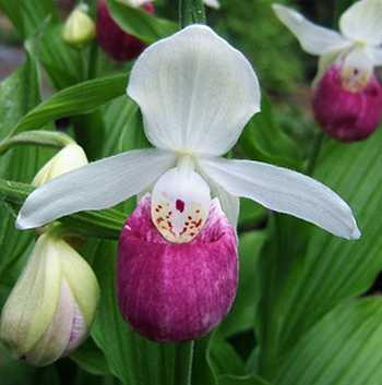 lady's-slipper orchid